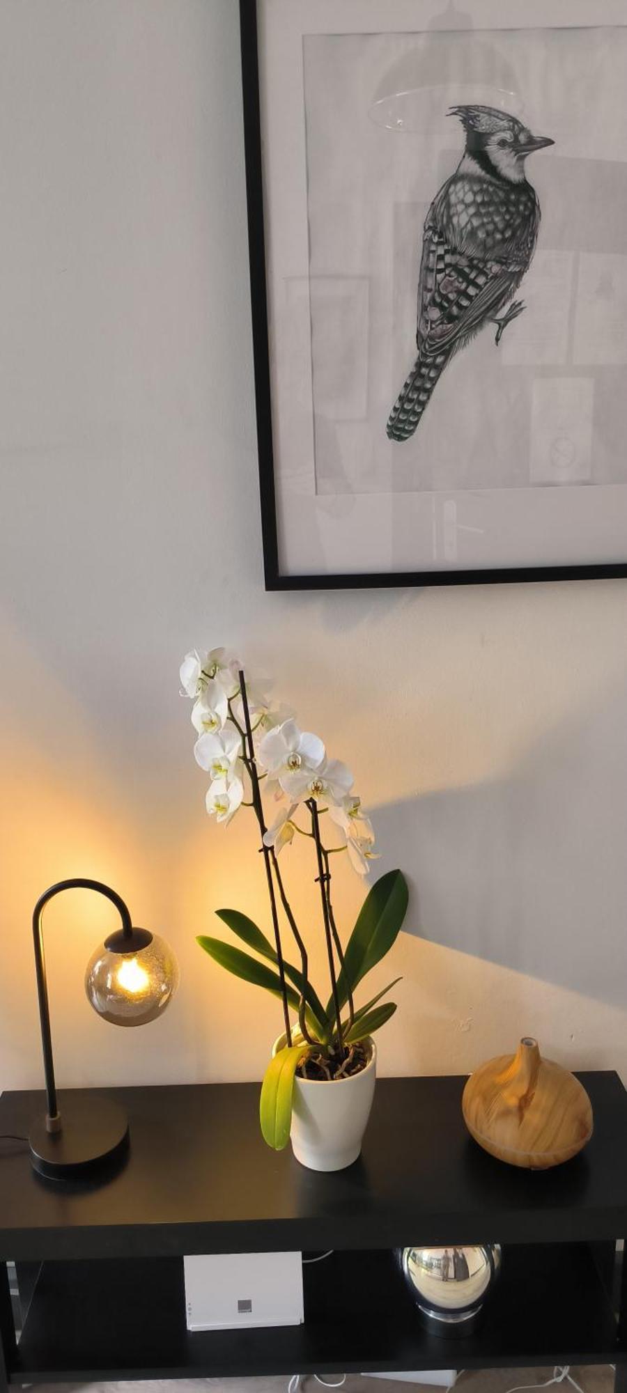 Appartement Sous Les Remparts Carcassonne